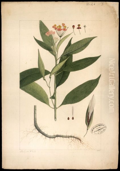 (Asclepias curassavica) - view 1