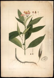 (Asclepias curassavica)