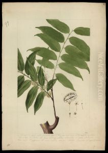 (Ayenia)