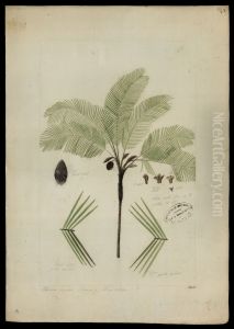 (Bactris)
