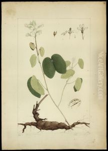 (Bauhinia cumanensis, HBN) by Joaquim Jose Codina