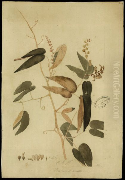 (Bauhinia splentens, HBN) - view 1