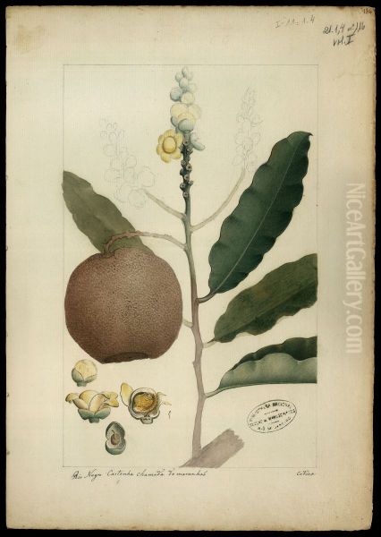(Bertholletia excelsea) - view 1