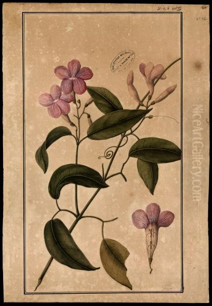 (Bignomiacea) - view 1