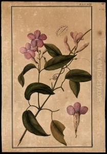 (Bignomiacea) by Jose Joaquim Freire