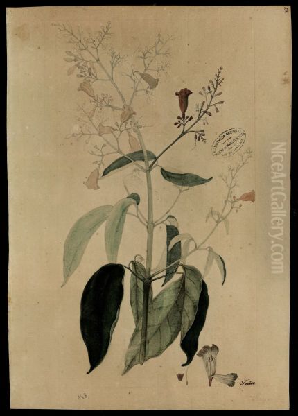 (Bignoniaceae) - view 1