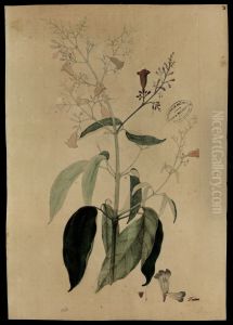 (Bignoniaceae)