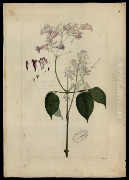 (Bignoniaceae) - view 1