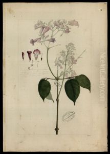 (Bignoniaceae)