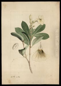 (Bignonia) (Bignonia)