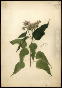 (Bixa orelanna, Linn) by Jose Joaquim Freire