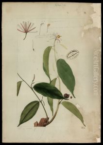 (Bixacea) by Jose Joaquim Freire