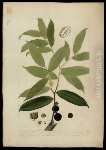 (Bocagea del Alphonsea) (Bocagea del Alphonsea)