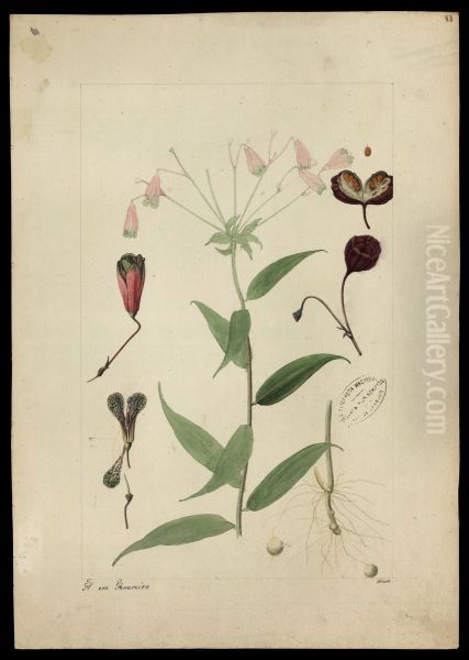 (Bomarca salsibloides) - view 1