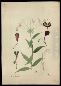 (Bomarca salsibloides) (Bomarca salsibloides)