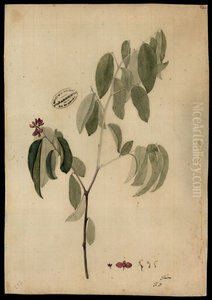 (Bredemeyera) (Bredemeyera)
