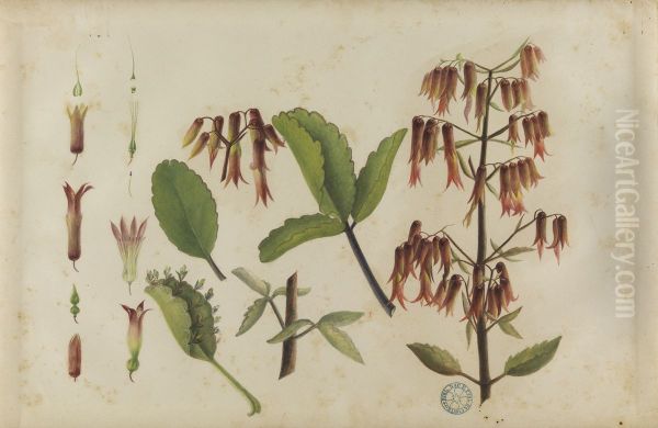 (Bryophyllum pinnatum) - view 1