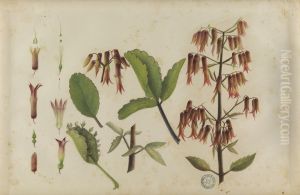 (Bryophyllum pinnatum) by Jose Carlos dos Reis Carvalho