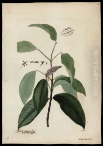 (Byrsonima) (Byrsonima)