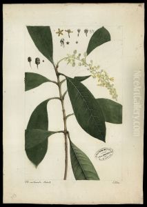 (Byrsonima) (Byrsonima)