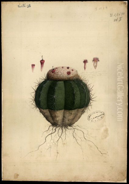 (Cactaceae melocactus, Sp) - view 1