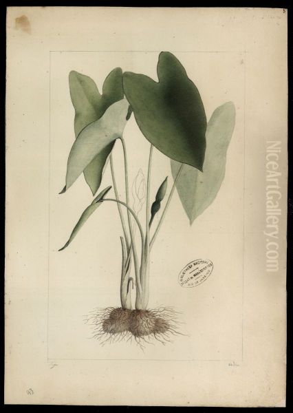 (Caladium) - view 1