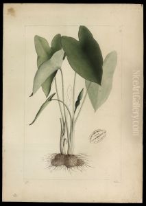 (Caladium)