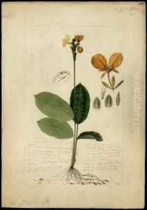 (Calathea) by Jose Joaquim Freire