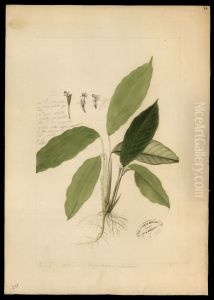 (Calathea) by Jose Joaquim Freire