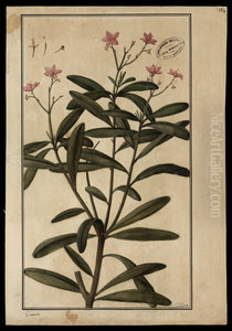 (Calinum racemosum, Linn) (Calinum racemosum, Linn)