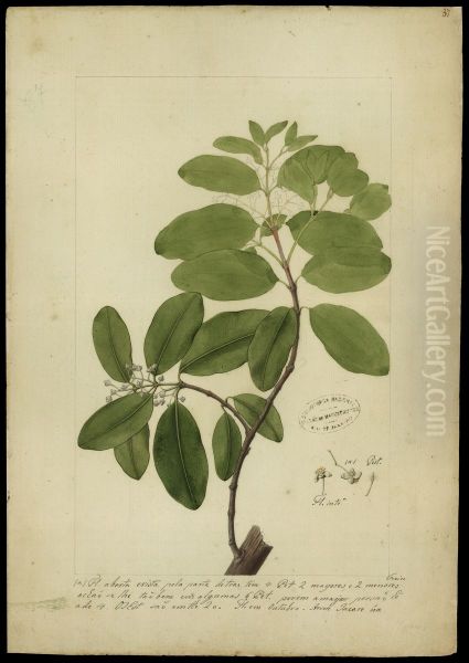 (Calophyllum brasiliense) - view 1