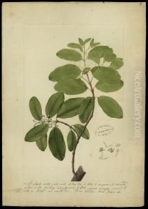 (Calophyllum brasiliense) (Calophyllum brasiliense)