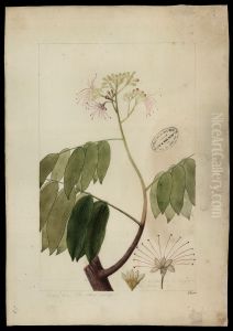 (Campsiandra laurifolia, Benth)
