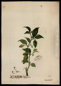 (Capsicum) (Capsicum)