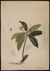 (Cascarilla) (Cascarilla)
