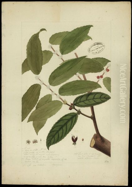 (Casearia javitensis) - view 1