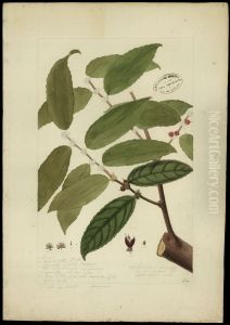 (Casearia javitensis)