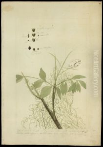 (Cassyta americana)