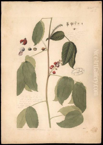 (Caullimia ferruginea) - view 1