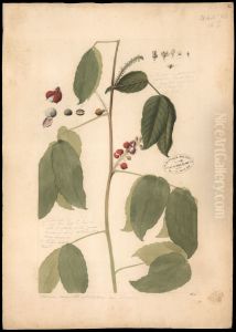 (Caullimia ferruginea) (Caullimia ferruginea)