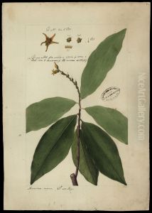 (Caypayrola ginanensis, Aubl) by Jose Joaquim Freire