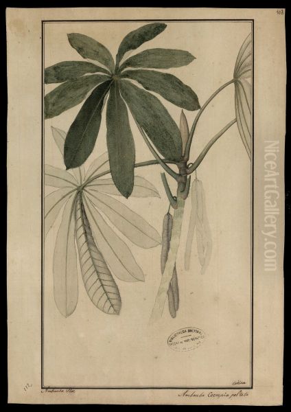 (Cecropia peltata, Linn) - view 1