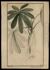 (Cecropia peltata, Linn) by Joaquim Jose Codina
