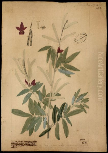 (Cephrosia nitens, Benth) - view 1