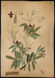 (Cephrosia nitens, Benth)