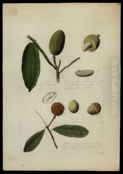 (Chrysophyllum e Dipteryx odorata, Wilh) - view 1