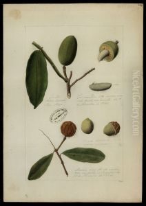 (Chrysophyllum e Dipteryx odorata, Wilh) by Jose Joaquim Freire