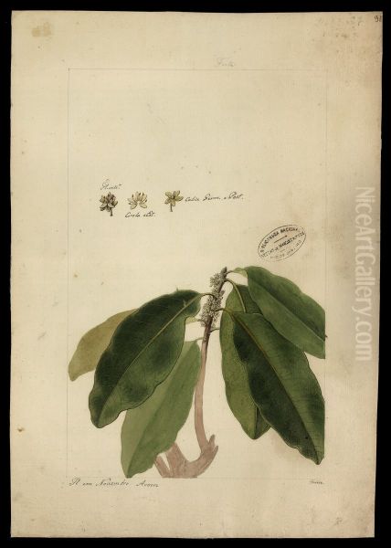 (Chrysophyllum) - view 1