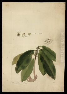 (Chrysophyllum) (Chrysophyllum)