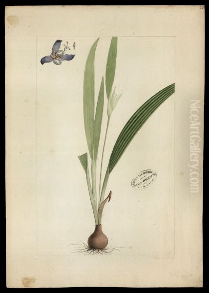(Cipura paludosa, Aubl) - view 1